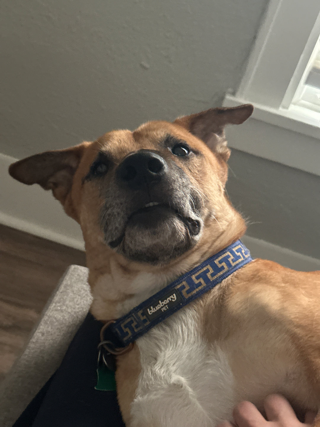 Charlie, The Athletic Dragon - Glow in the Dark Sticker